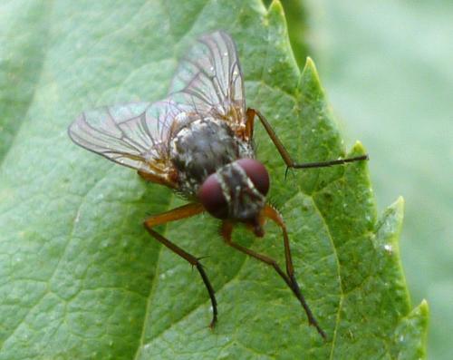 Réf. 243 489 : Phaonia bitincta